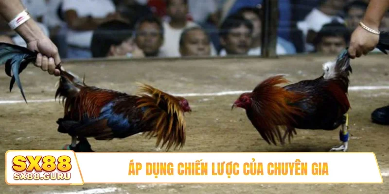 Áp dụng chiến lược của chuyên gia