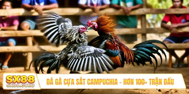 Đá gà cựa sắt Campuchia