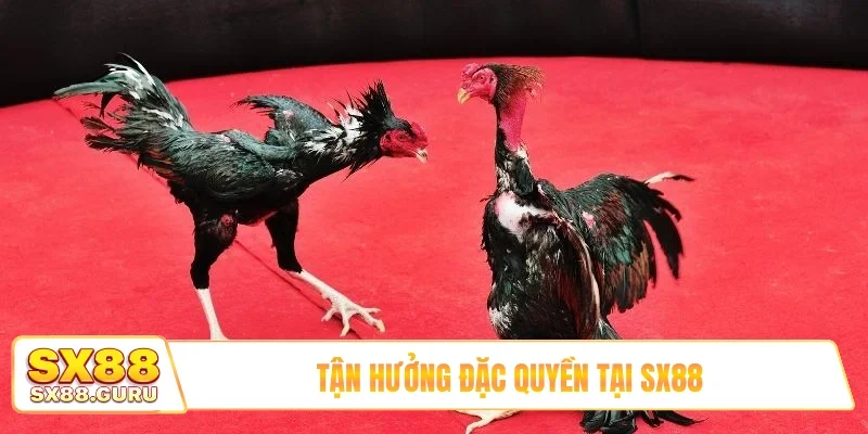 Tận hưởng đặc quyền tại SX88