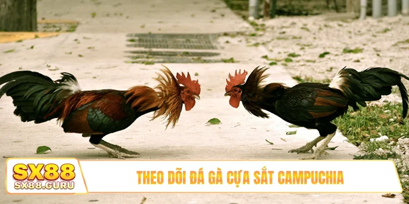 Theo dõi đá gà cựa sắt Campuchia