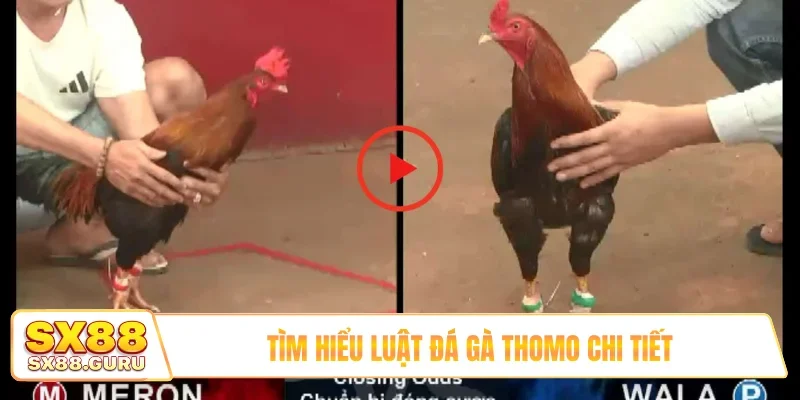 Tìm hiểu luật đá gà Thomo chi tiết